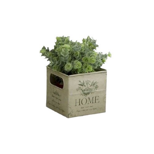 who doesn't love plants?